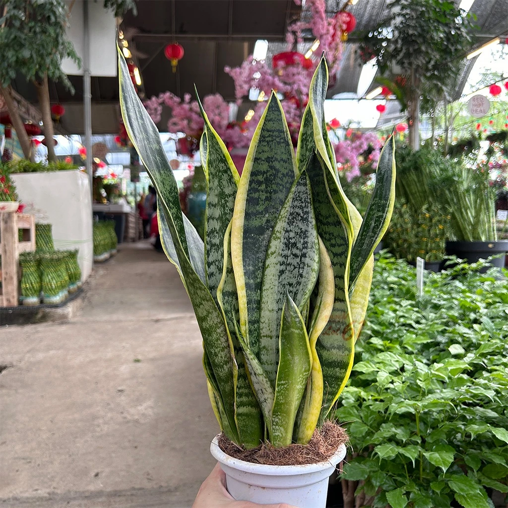 Lock Luggage Malaysia