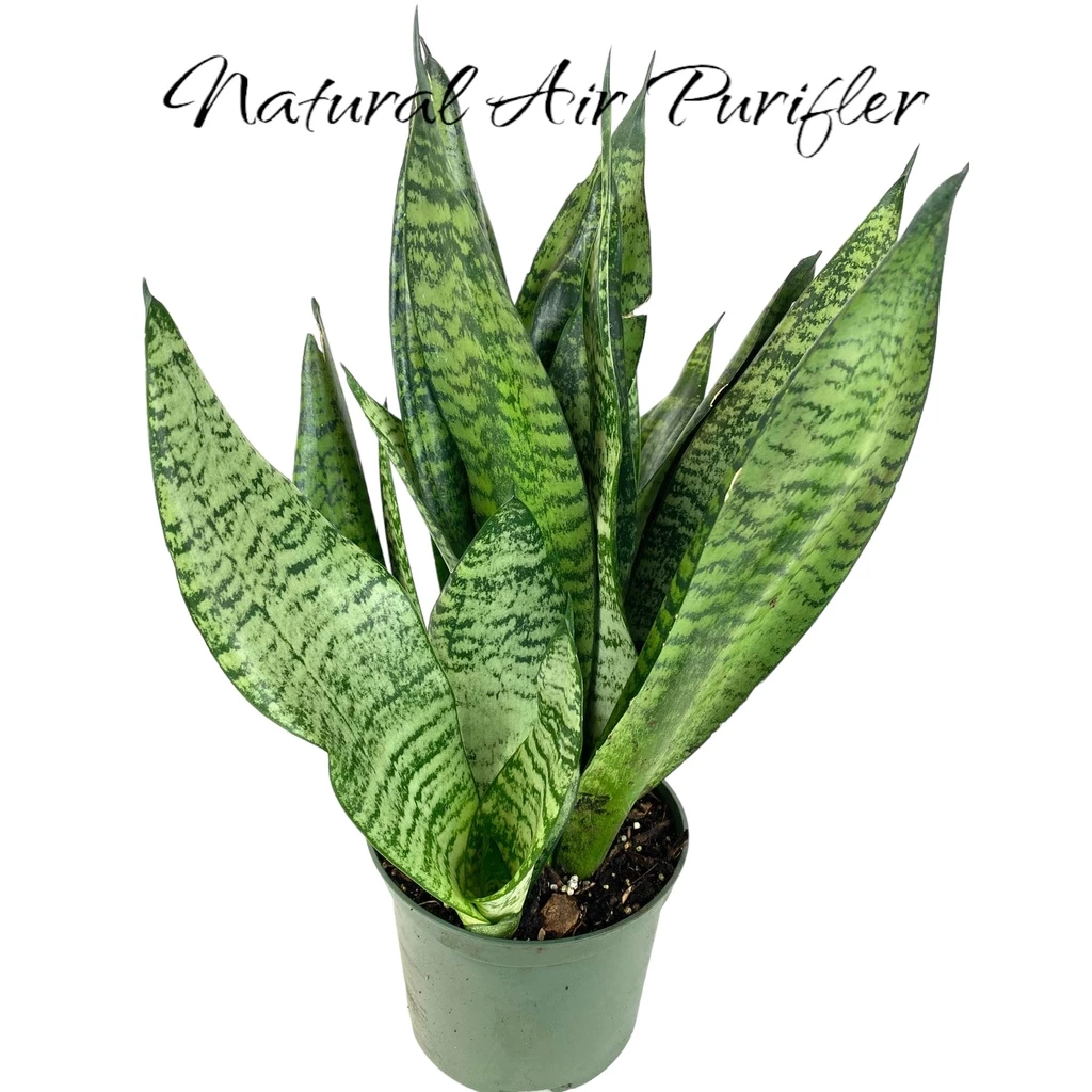 Sansevieria Zeylanica